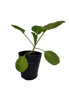 Repollo (Brassica oleracea ) M10