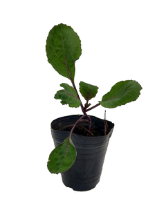 Repollo (Brassica oleracea ) M10 - comprar online