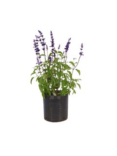 Salvia farinacea `Big Blue´ E03 - 500023