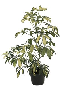 Schefflera arboricola Gold Capelle M 12 - 232
