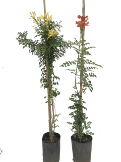 Tecomaria capensis E04 (Bignonia capensis) - 000605
