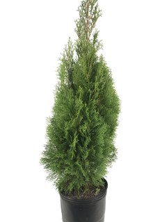 Thuja occidentalis "Smaragd" E010 - 6900