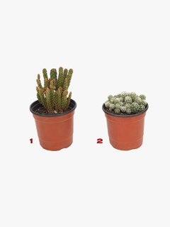 cactus opuntia ruby m09