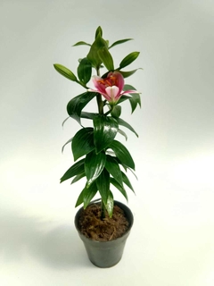 Lilium asiatic M14 PERFUMADO