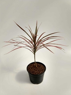 Dracaena marginata "Colorama" M14