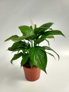 Spathiphyllum Wallisii M19