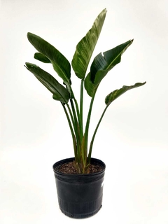 Strelitzia Nicolai E04