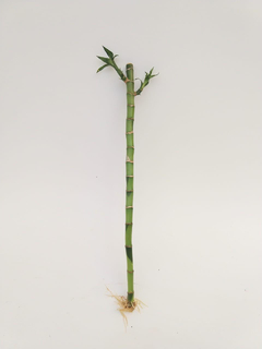 Lucky Bamboo recto