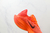 Imagen de Air Zoom Alphafly NEXT% 3 'Total Orange'