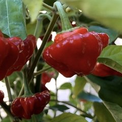 Jamaican Hot Red