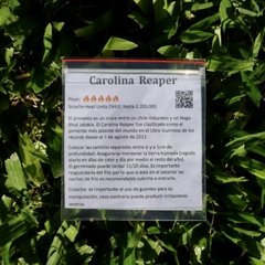 Semillas el ají más picante del mundo - Carolina Reaper, Argentina, tu huerta año 2020