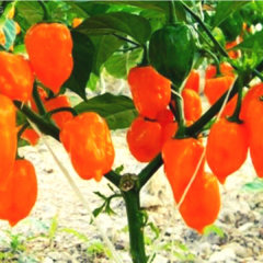 Habanero Naranja