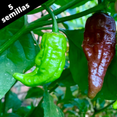 Chocolate Ghost Bhut Jolokia (Ají Fantasma)