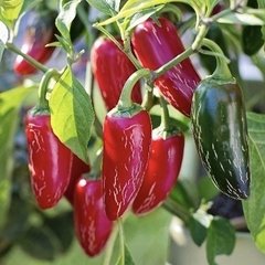 Semillas Ají Chile Picante, Jumbo Jalapeño, tu huerta picante en Argentina año 2020