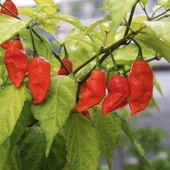 Semillas Ají Chile Picante - Ghost Bhut Jolokia (Ají Fantasma) - Tu huerta en argentina año 2020, el segundo ají más picante del mundo