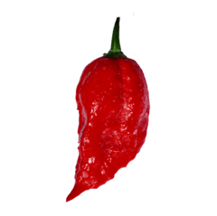 Semillas Ají Chile Picante - Ghost Bhut Jolokia (Ají Fantasma) - Tu huerta en argentina año 2020, el segundo ají más picante del mundo