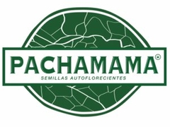 Critical Kush Auto XL - Pachamama Seeds - 4 Semillas.