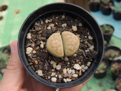 lithops 7 pote 09