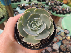 ECHEVERIA LOVE´S LIGHT POTE 09