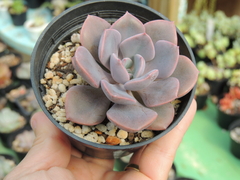 ECHEVERIA SPIRIT OF 76 POTE 09