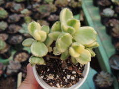 COTYLEDON TOMENTOSA VARIEGATA - PATINHA DE URSO VARIEGATA POTE 09