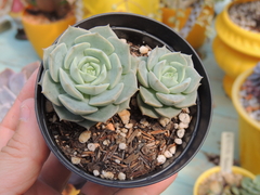 echeveria lola x derenbergii pote 09