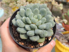 sedum blue father pote 09