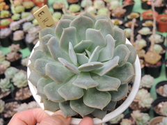 echeveria hibrida da lola pote 13