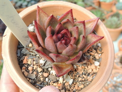 ECHEVERIA AGAVOIDES RUBIN CLONE POTE 09