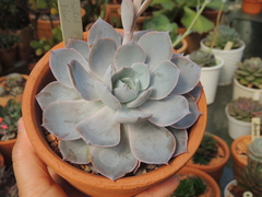 echeveria lauii x painted pote 11