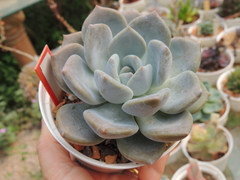 ECHEVERIA COLORATA JASLISCO POTE 11