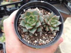 echeveria hibrida da purpussorum pote 09