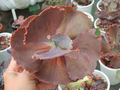 echeveria gibbiflora red planet sem raizes pote 15