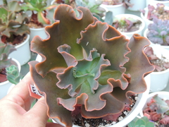 echeveria gibbiflora wader sem raizes pote 15