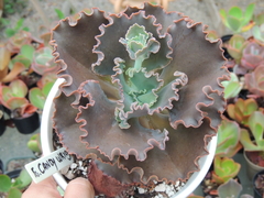 echeveria gibbiflora candy wright sem raizes pote 15