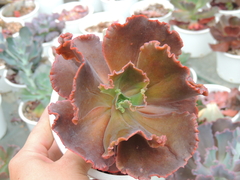 echeveria gibbiflora hibrida rojo sem raizes pote 15