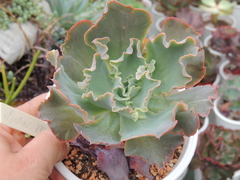 echeveria gibbiflora muriel sem raizes pote 15