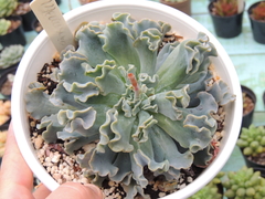 echeveria medusa sem raizes pote 13