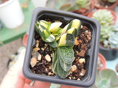 gasteria glacilis variegata pote 07