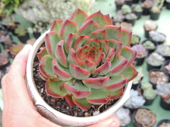 echeveria fire pillar pote 12