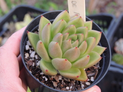echeveria agavoides bloody spear pote 09