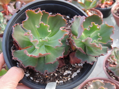 echeveria gibbiflora howenh produz carunculas duas rosetas sem raizes pote 17