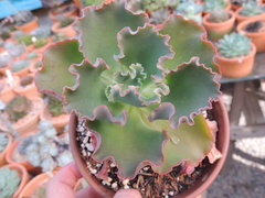 echeveria gibbiflora philomena pote 15 sem raizes