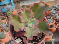 echeveria gibbiflora aquarius red cuia 15 sem raizes