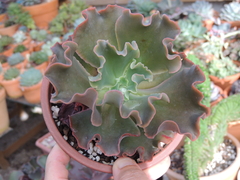 echeveria gibbiflora cream coral cuia 15 sem raizes