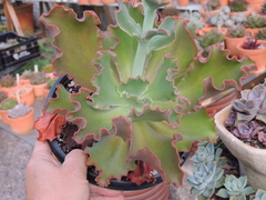 echeveria gibbiflora del arca cuia 17 sem raizes