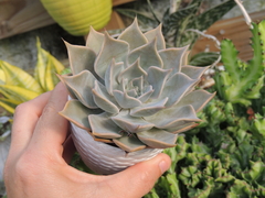 echeveria glorious pote 10