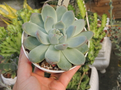 echeveria dancing beauty pote 09