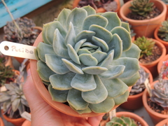 echeveria pulidonis x lauii pote 11