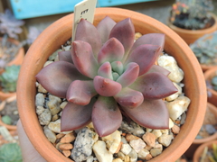 echeveria paradise pote 09